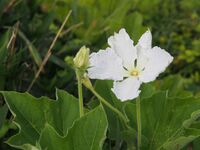 夕闇で優雅に咲く花「ユウガオ」