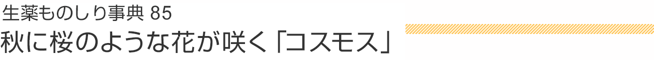 生薬ものしり事典85 秋に桜のような花が咲く「コスモス」