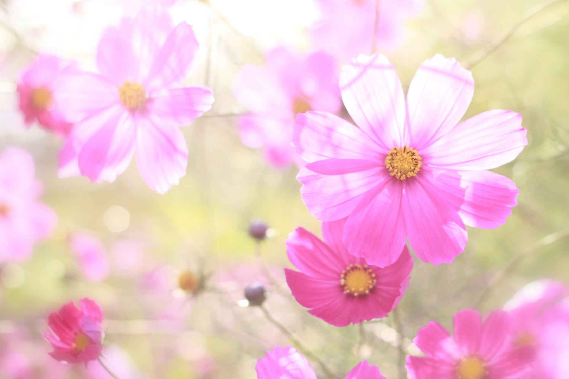 秋に桜のような花が咲く コスモス 生薬ものしり事典 元気通信 養命酒製造株式会社