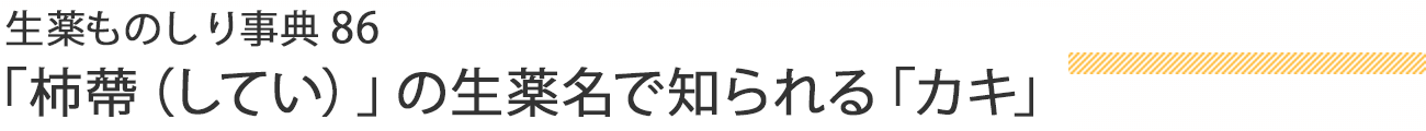 生薬ものしり事典86 「柿蔕（してい）」の生薬名で知られる「カキ」