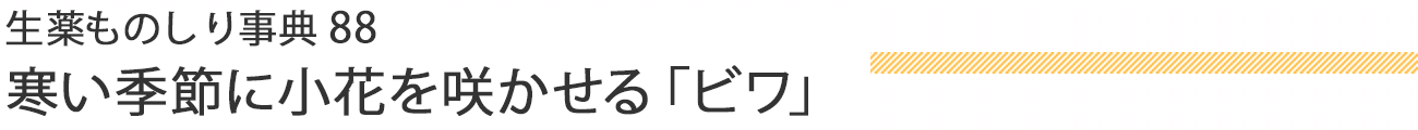 生薬ものしり事典88 寒い季節に小花を咲かせる「ビワ」
