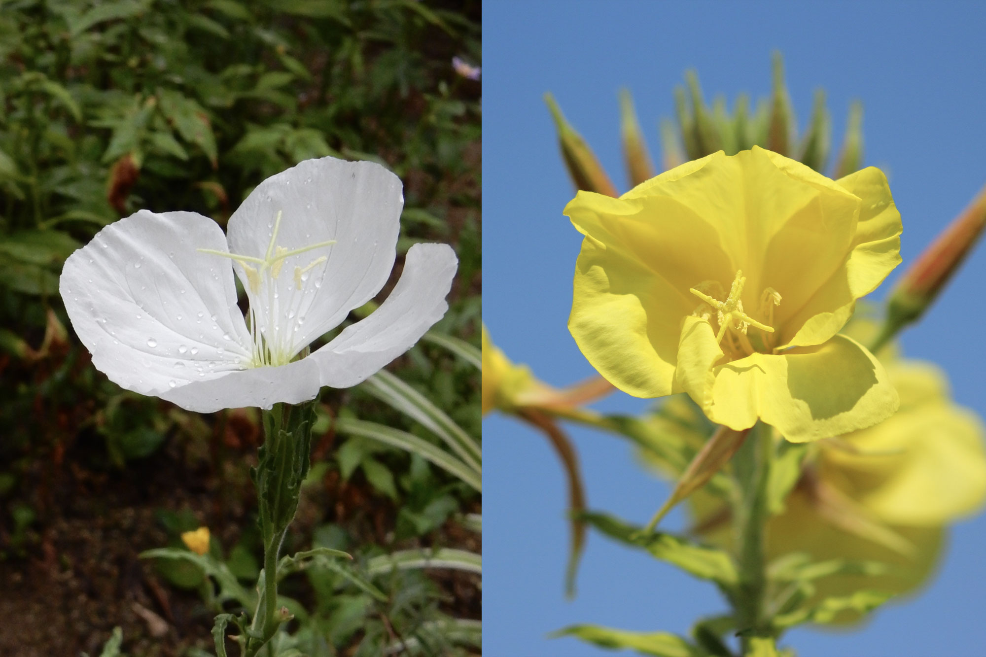 可憐な響き「月見草」と呼ばれる花「ツキミソウ」「マツヨイグサ」