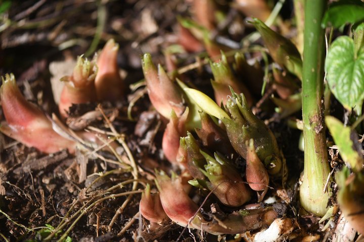 独特の香りと辛味が特徴の「ミョウガ」