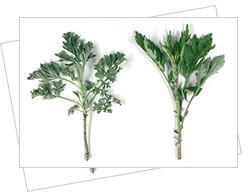 ニガヨモギ(左)とヨモギ(右)