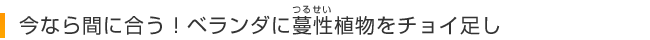 今なら間に合う！ベランダに蔓性(つるせい)植物をチョイ足し