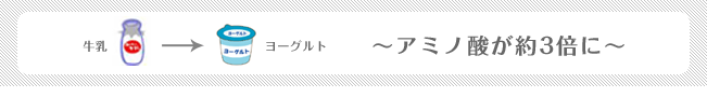 牛乳⇒ヨーグルト 〜アミノ酸が約3倍に〜