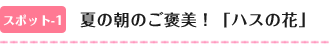 夏の朝のご褒美！「ハスの花」
