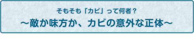 そもそも「カビ」って何者？〜敵か味方か、カビの意外な正体〜