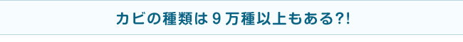 カビの種類は９万種以上もある?!