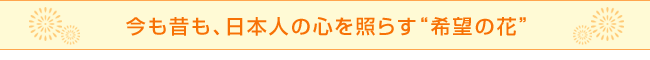 今も昔も、日本人の心を照らす“希望の花”