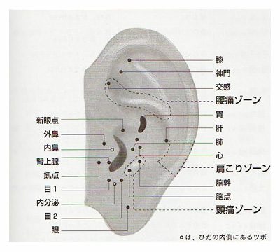 耳ツボ