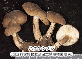 ハタケシメジ(国立科学博物館筑波実験植物園提供)