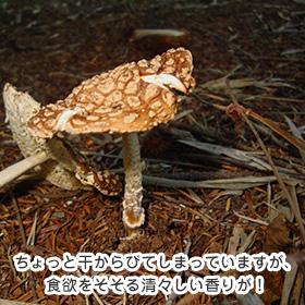 ちょっと干からびてしまっていますが、食欲をそそる清々しい香りが!