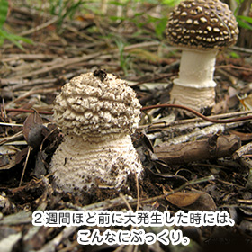 2週間ほど前に大発生した時には、こんなにぷっくり。