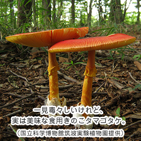 一見毒々しいけれど、実は美味な食用きのこタマゴタケ。(国立科学博物館筑波実験植物園提供)