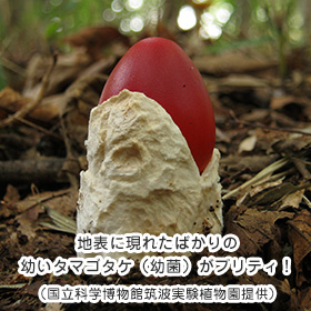 地表に現れたばかりの幼いタマゴタケ(幼菌)がプリティ!(国立科学博物館筑波実験植物園提供)