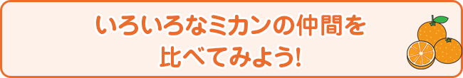 いろいろなミカンの仲間を比べてみよう！