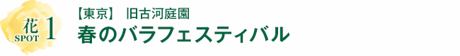 花 SPOT１ 【東京】旧古河庭園「春のバラフェスティバル」