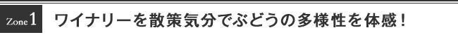 Zone１ワイナリーを散策気分でぶどうの多様性を体感！