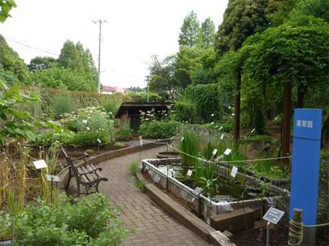 薬用植物園