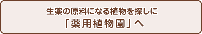 生薬の原料になる植物を探しに「薬用植物園」へ