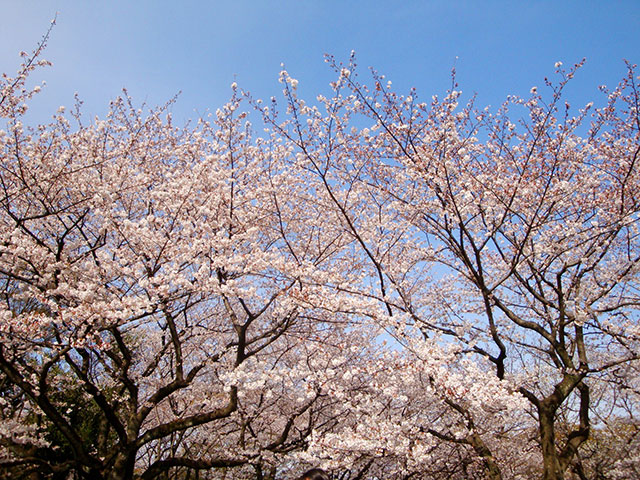 桜イメージ