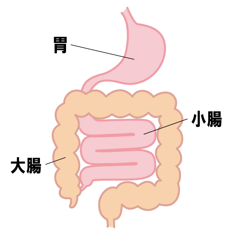 消化管の簡単な説明図