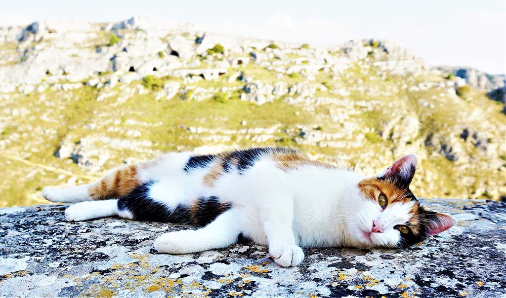 疲れた時は猫とリラックス 猫の癒しパワーの秘密とは 元気通信 養命酒製造株式会社