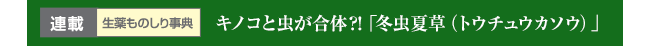 連載 生薬ものしり事典　キノコと虫が合体?!「冬虫夏草（トウチュウカソウ）」