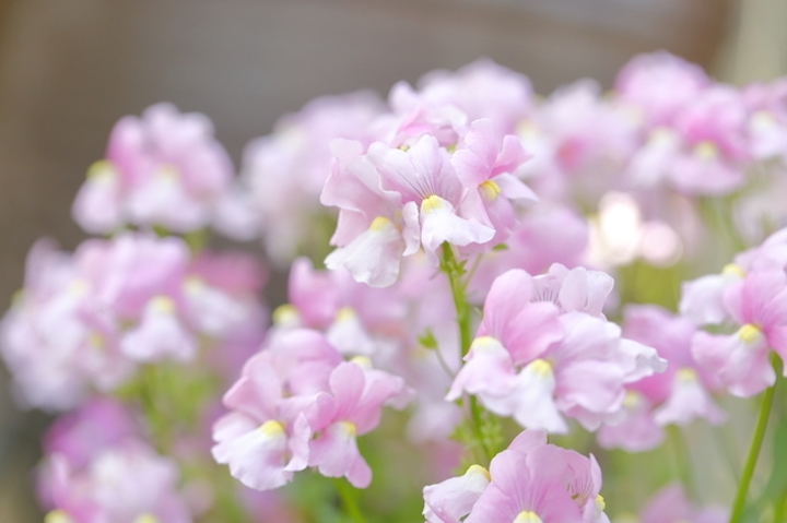蝶のような花弁と甘い芳香が特徴の「スイートピー」