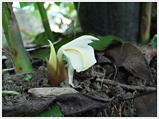 ミョウガの花 咲く前が食べごろです。