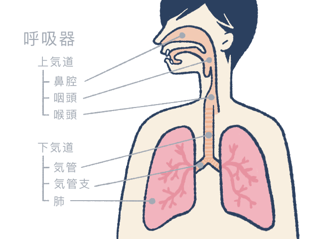 のどの雑学 健康の雑学 元気通信 養命酒製造株式会社