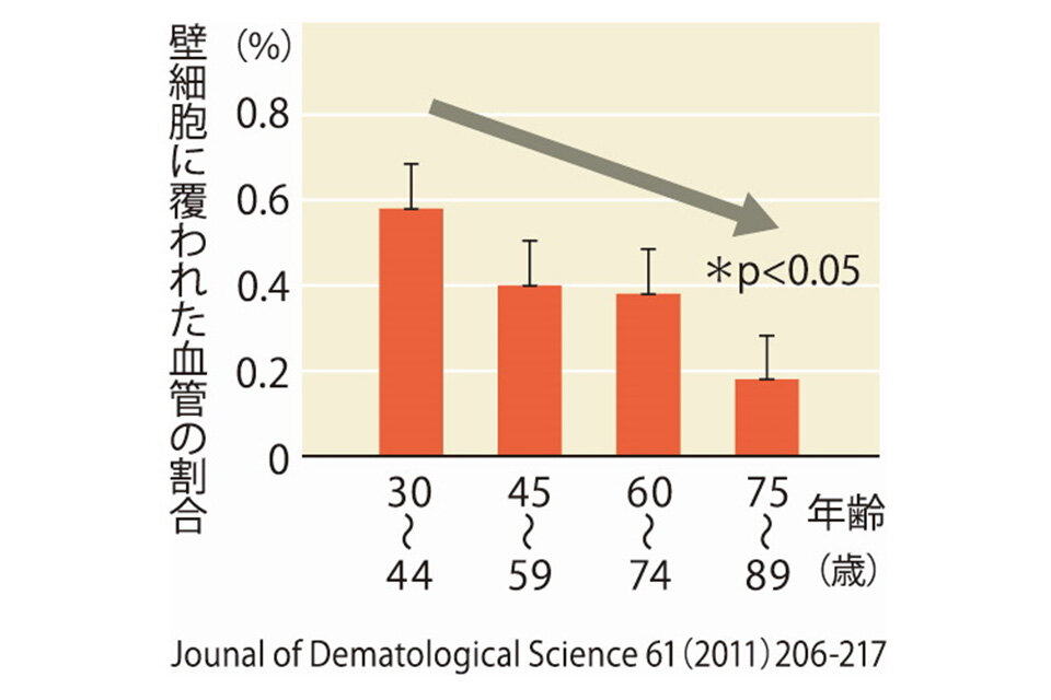 壁細胞に覆われた血管の割合