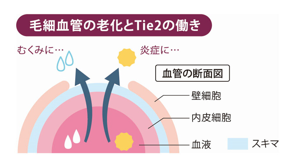 毛細血管の老化とTie2の働き