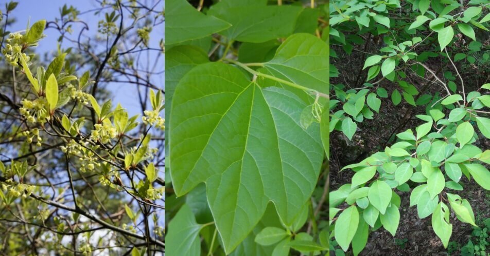 【和ハーブ連載】和の香りの王様クロモジと「クロモジ三兄弟」