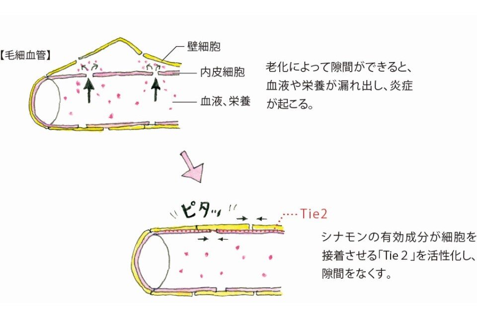 毛細血管の構造のイラスト