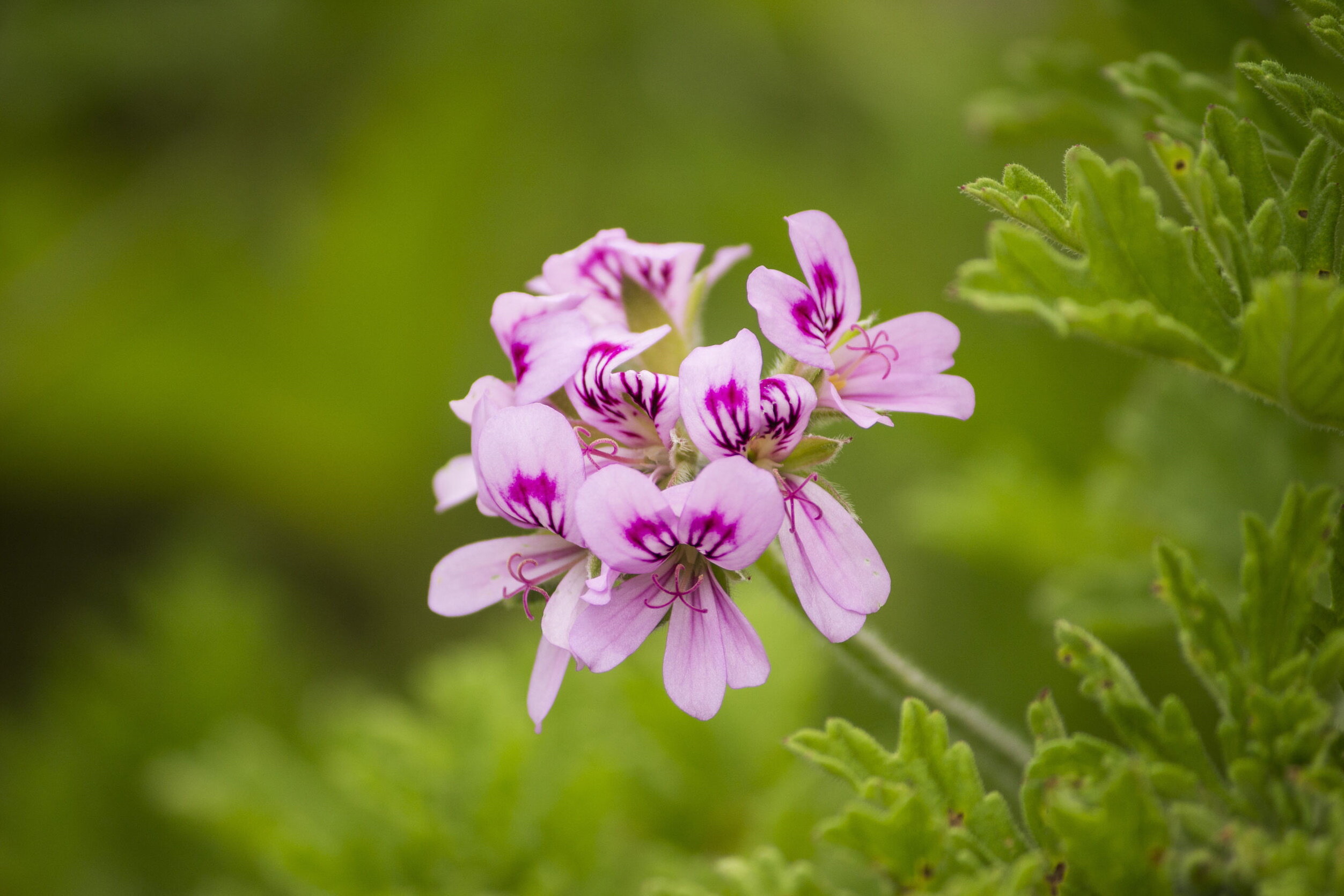 虫除けにおすすめのハーブ10選 植物のチカラで体に優しいナチュラルな虫対策を 楽しむ 学ぶ 養命酒製造株式会社