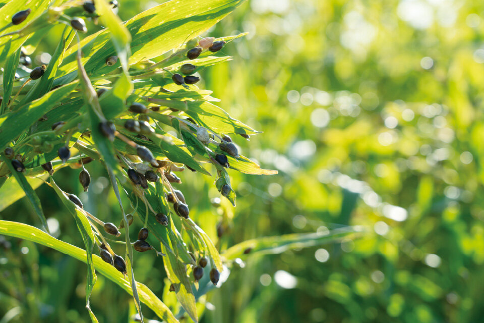 田んぼで栽培されるイネ科の植物