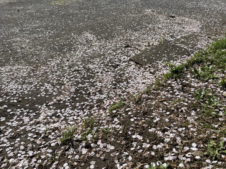 散ったソメイヨシノの花弁