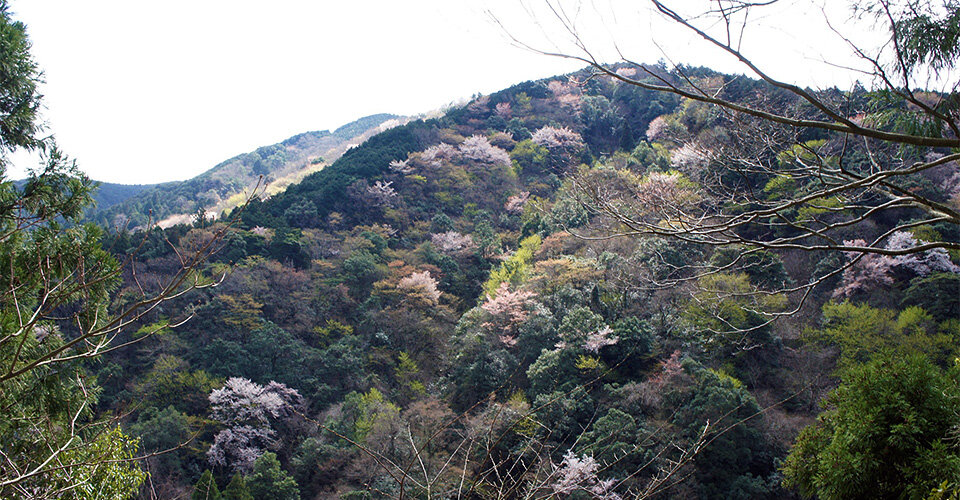 【和ハーブ連載】江戸の花見は長かった!? 桜の歴史と生き残り戦略一覧画像