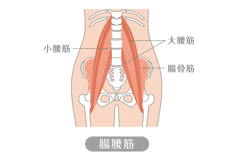 腸腰筋