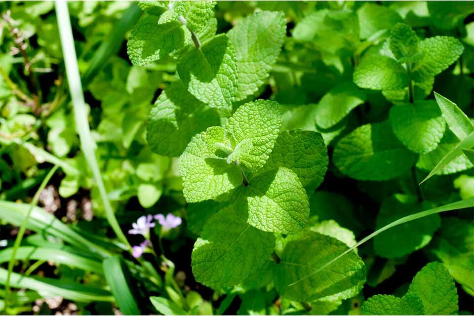 アップルミント