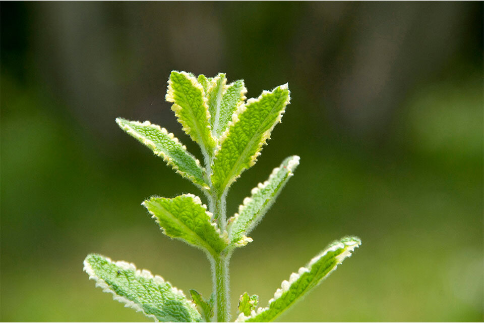 パイナップルミント