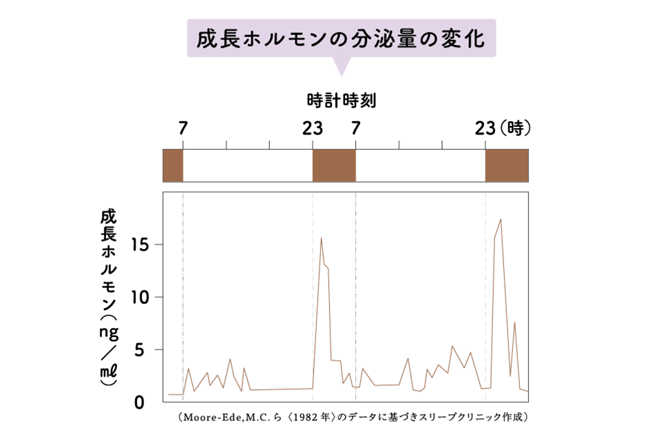 成長ホルモンの分泌量の変化グラフ