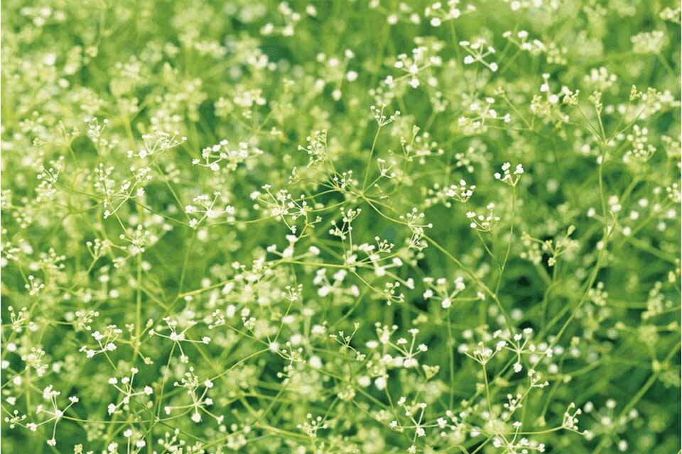 生薬の「防風」の写真