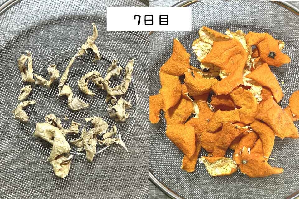 乾燥7日目