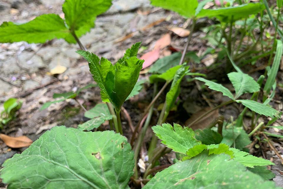 香り豊かで栄養価の高い野生のミツバ