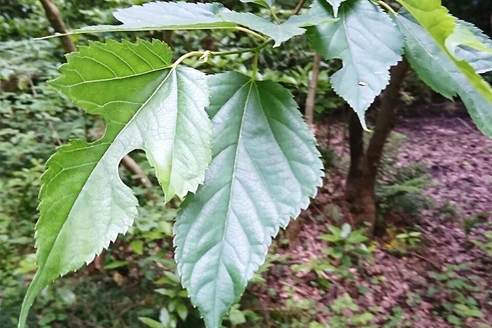 桑の葉の画像