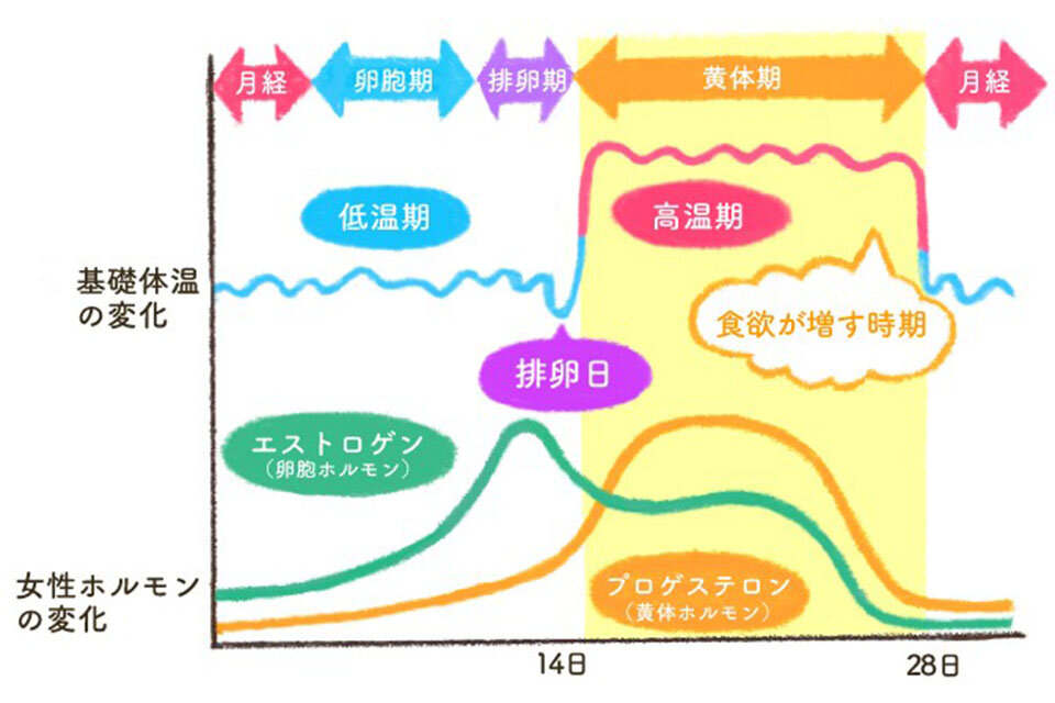 食欲が増す過程を表すグラフ