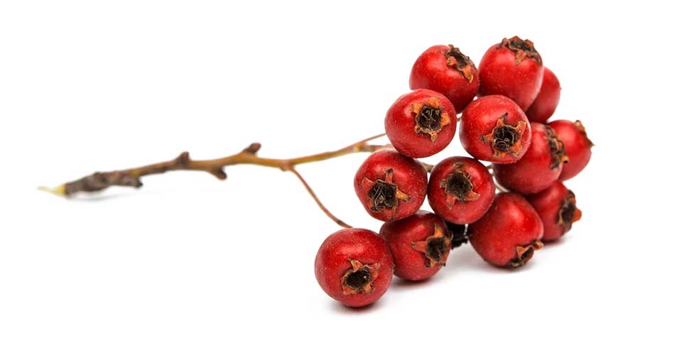 サンザシの効果・効能6選！おすすめの食べ方から副作用まで解説